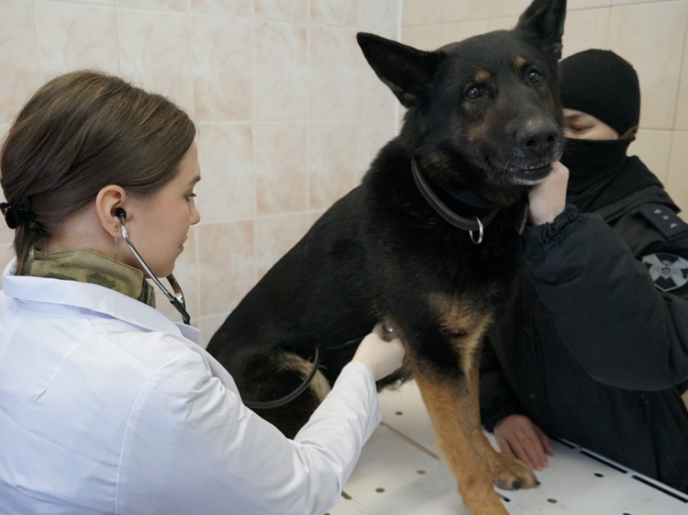 В Архангельске специалист ветеринарной службы Росгвардии провела углублённый осмотр служебных собак